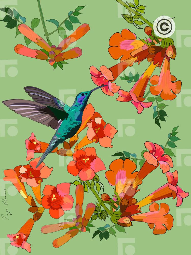 Hummingbirds and Honeysuckle